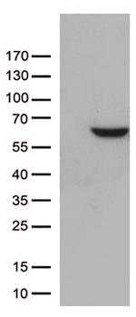 ZNF480 Antibody in Western Blot (WB)