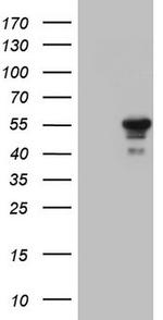 ZNF500 Antibody in Western Blot (WB)
