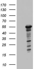 ZNF500 Antibody in Western Blot (WB)