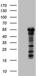 ZNF500 Antibody in Western Blot (WB)