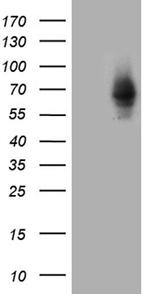ZNF543 Antibody in Western Blot (WB)