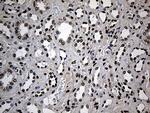 ZNF558 Antibody in Immunohistochemistry (Paraffin) (IHC (P))