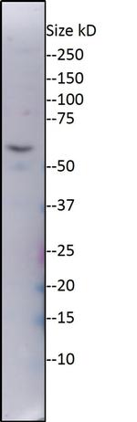 ZNF578 Polyclonal Antibody