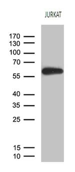 ZNF583 Antibody in Western Blot (WB)