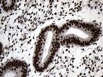 ZNF670 Antibody in Immunohistochemistry (Paraffin) (IHC (P))