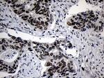 ZNF670 Antibody in Immunohistochemistry (Paraffin) (IHC (P))