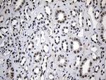 ZNF670 Antibody in Immunohistochemistry (Paraffin) (IHC (P))