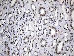 ZNF670 Antibody in Immunohistochemistry (Paraffin) (IHC (P))