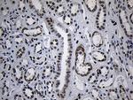 ZNF670 Antibody in Immunohistochemistry (Paraffin) (IHC (P))