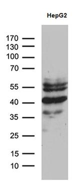 ZNF670 Antibody in Western Blot (WB)