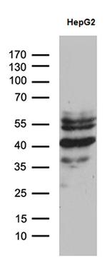 ZNF670 Antibody in Western Blot (WB)