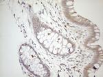 ZNF69 Antibody in Immunohistochemistry (Paraffin) (IHC (P))