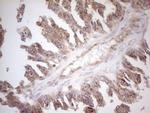ZNF69 Antibody in Immunohistochemistry (Paraffin) (IHC (P))