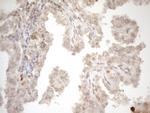 ZNF69 Antibody in Immunohistochemistry (Paraffin) (IHC (P))
