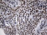 ZNF705D Antibody in Immunohistochemistry (Paraffin) (IHC (P))