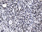 ZNF705D Antibody in Immunohistochemistry (Paraffin) (IHC (P))