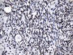 ZNF705D Antibody in Immunohistochemistry (Paraffin) (IHC (P))