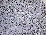 ZNF705D Antibody in Immunohistochemistry (Paraffin) (IHC (P))