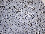 ZNF705D Antibody in Immunohistochemistry (Paraffin) (IHC (P))