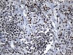 ZNF705D Antibody in Immunohistochemistry (Paraffin) (IHC (P))