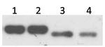 ZNF707 Antibody in Western Blot (WB)