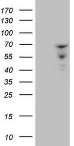 ZNF79 Antibody in Western Blot (WB)