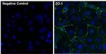 ZO-1 Polyclonal Antibody (ZMD.437)
