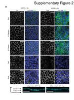 ZO-1 Antibody in Immunocytochemistry (ICC/IF)