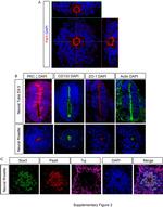 ZO-1 Antibody in Immunohistochemistry (IHC)