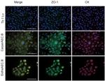 ZO-1 Antibody in Immunocytochemistry (ICC/IF)