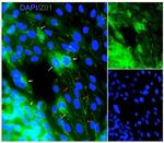 ZO-1 Antibody in Immunocytochemistry (ICC/IF)
