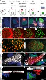 ZO-1 Antibody in Immunocytochemistry (ICC/IF)