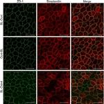 ZO-1 Antibody in Immunocytochemistry (ICC/IF)