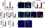 ZO-1 Antibody in Immunocytochemistry (ICC/IF)