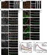 ZO-1 Antibody in Immunocytochemistry (ICC/IF)