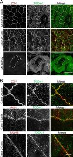 ZO-1 Antibody in Immunocytochemistry (ICC/IF)
