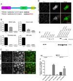 ZO-1 Antibody in Immunocytochemistry (ICC/IF)