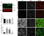 ZO-1 Antibody in Immunocytochemistry (ICC/IF)