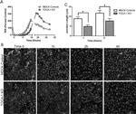 ZO-1 Antibody in Immunocytochemistry (ICC/IF)
