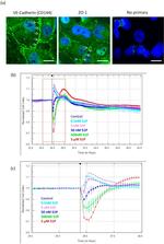 ZO-1 Antibody in Immunocytochemistry (ICC/IF)