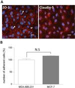 ZO-1 Antibody in Immunocytochemistry (ICC/IF)