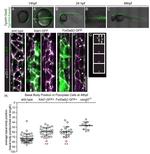 ZO-1 Antibody in Immunocytochemistry (ICC/IF)
