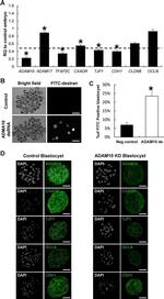 ZO-1 Antibody in Immunocytochemistry (ICC/IF)