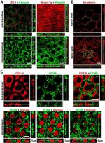 ZO-1 Antibody in Immunohistochemistry (IHC)