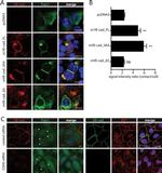 ZO-1 Antibody in Immunocytochemistry (ICC/IF)