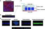 ZO-1 Antibody in Immunocytochemistry (ICC/IF)