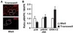 ZO-1 Antibody in Immunocytochemistry (ICC/IF)