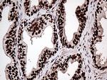 ZRANB2 Antibody in Immunohistochemistry (Paraffin) (IHC (P))