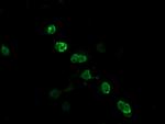 ZSCAN18 Antibody in Immunocytochemistry (ICC/IF)