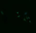 ZSCAN18 Antibody in Immunocytochemistry (ICC/IF)